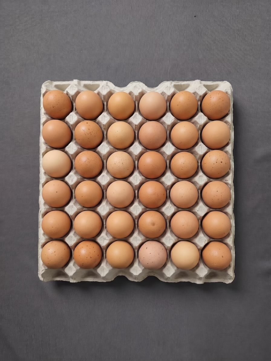 Molded fiber egg tray